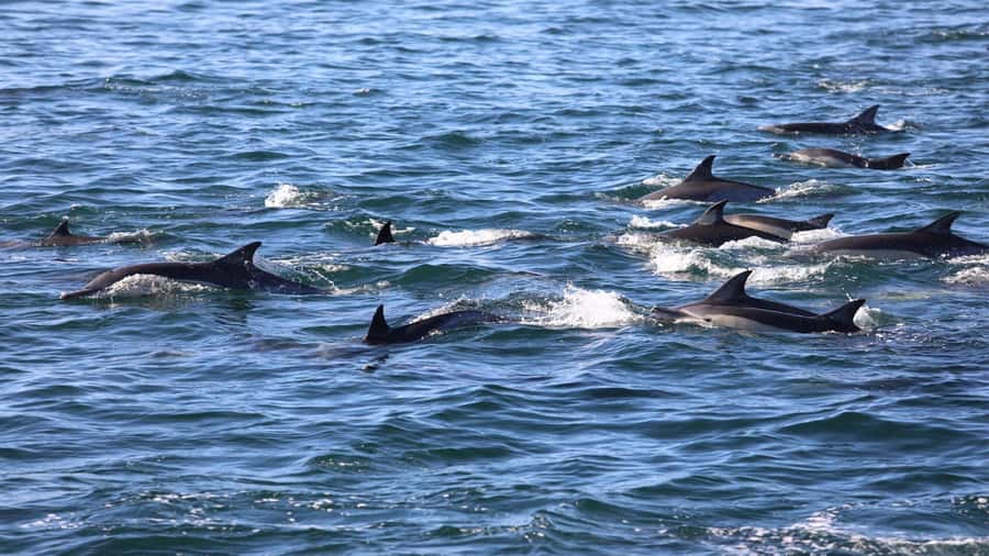 La Preneuse: Dolphin Swimming and Snorkeling Speedboat Trip - What to pack so the water part feels easy