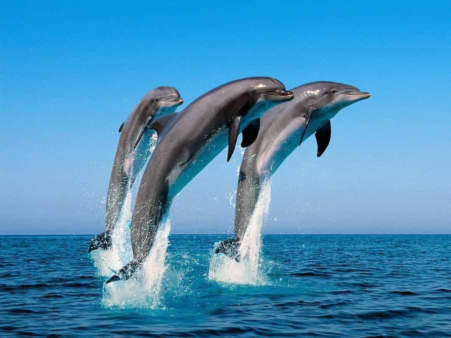 La Preneuse: Dolphin Swimming and Snorkeling Speedboat Trip - Who should book this dolphin and snorkeling speedboat trip