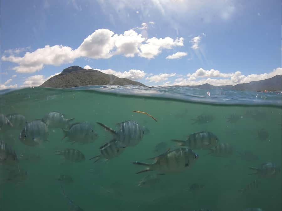 La Preneuse: Dolphin Watching and Snorkeling Speedboat Tour - Key points before you go