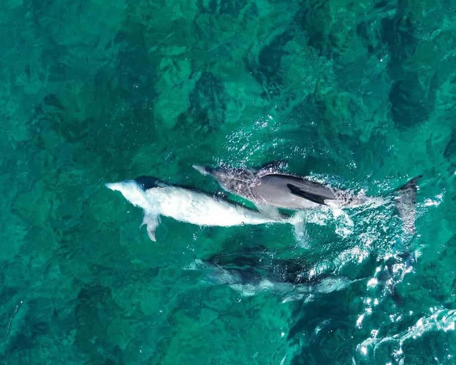 La Preneuse: Dolphin Watching and Snorkeling Speedboat Tour - The secret stop: dolphin watching that’s built around how dolphins behave