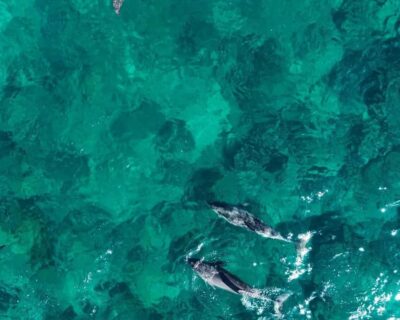 La Preneuse: Dolphin Watching and Snorkeling Speedboat Tour - The speedboat ride: short, fun, and geared for spotting