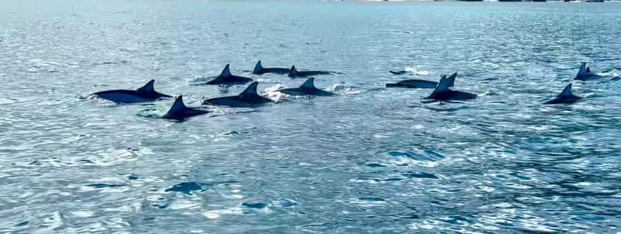 La Preneuse: Dolphin Watching and Snorkeling Speedboat Tour - Views from the water: coastline beauty without the long day