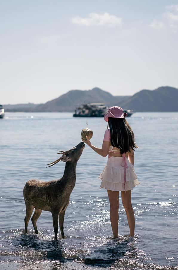Labuan bajo: One Day Komodo Private & Shared Speedboat Trip - Padar Island hike: the view you earn (and the timing that helps)
