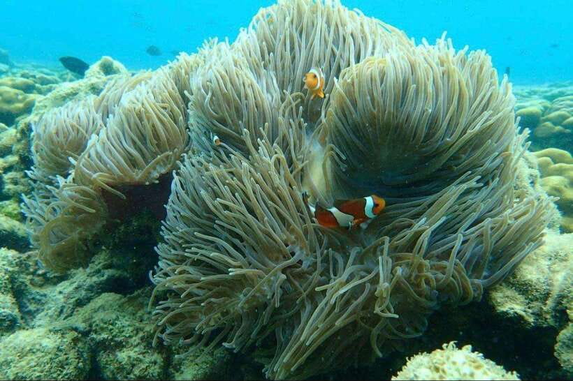 Langkawi: Dangli Island Snorkel and Swim Speedboat Tour - Key points to know before you go