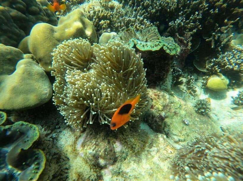 Langkawi: Dangli Island Snorkel and Swim Speedboat Tour - When other boats show up: visibility and wildlife etiquette