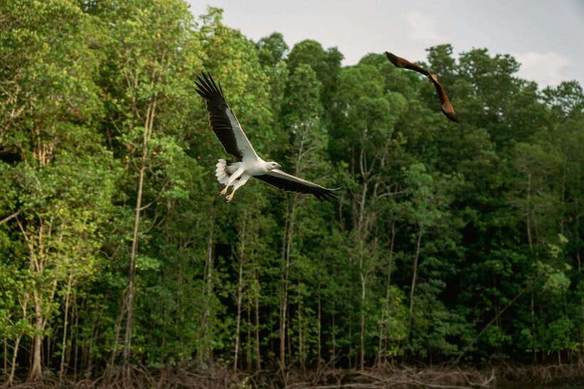 Langkawi: Tanjung Rhu Mangrove Speedboat Tour - Who This Tour Is Best For (and Who Might Skip It)