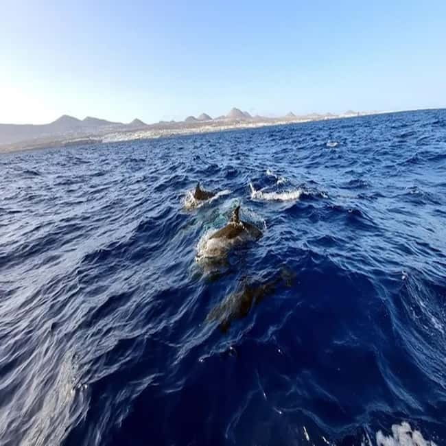 Lanzarote: Dolphin Watching by speedboat - Key highlights at a glance
