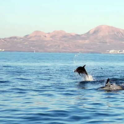 Lanzarote: Dolphin Watching by speedboat - Where you start: Old Port of Puerto del Carmen and what to do before you board