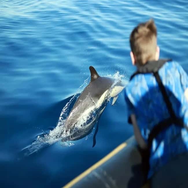 Lanzarote: Dolphin Watching by speedboat - How the captain helps you find what you came for