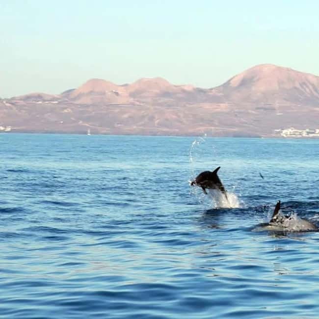 Lanzarote: Dolphin Watching by speedboat - Where you start: Old Port of Puerto del Carmen and what to do before you board