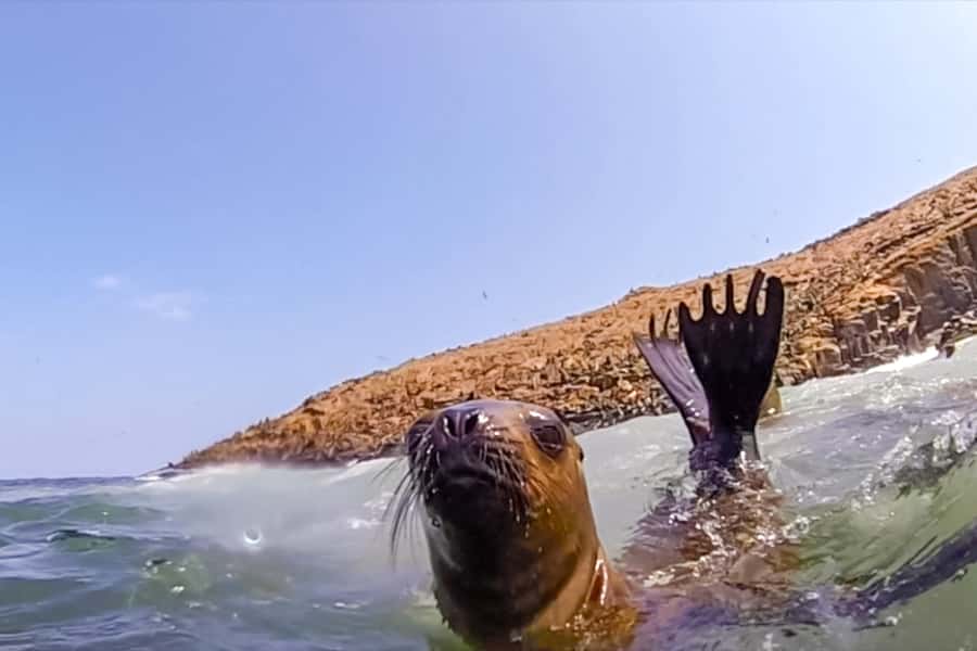 Lima: Palomino Islands Speedboat Tour & Swim with Sea Lions - Why Lima’s Palomino Islands trip feels like a reset