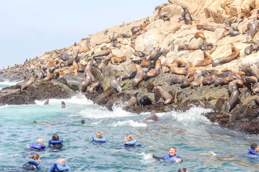 Lima: Palomino Islands Speedboat Tour & Swim with Sea Lions - Speedboat cruise: El Camotal, San Lorenzo, and Palomino