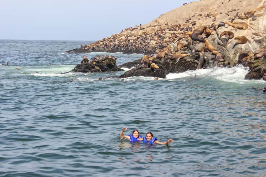 Lima: Palomino Islands Speedboat Tour & Swim with Sea Lions - Birdwatching on the islands: what you might spot