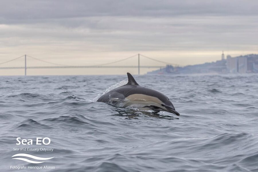 Lisbon: Speedboat Trip to Bugio Lighthouse - Price and Value: Is $47 Worth a RIB Cruise?