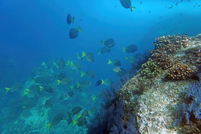 Los Cabos Snorkeling Tour by Speed Boat with Photos Included - The Sea of Cortez route: Arch, Lands’ End, Lovers Beach, and Sea Lion Colony