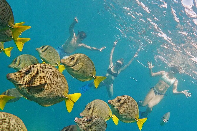 Los Cabos Snorkeling Tour by Speed Boat with Photos Included - Who should book this snorkeling tour, and who should think twice
