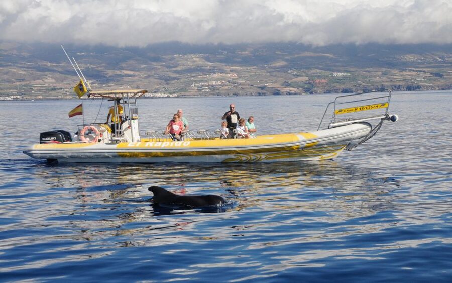 Los Gigantes: Dolphin and Whale Watching Cruise by Speedboat - Key Takeaways Before You Go