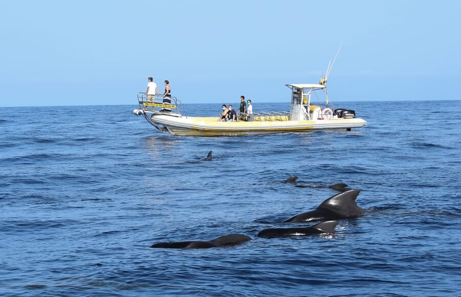 Los Gigantes: Dolphin and Whale Watching Cruise by Speedboat - From Los Gigantes to Teno-Rasca: how the search really works