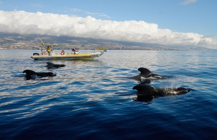 Los Gigantes: Dolphin and Whale Watching Cruise by Speedboat - Los Gigantes and Masca cliffs: the 600-meter “pass by” segment