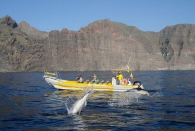 Los Gigantes: Dolphin and Whale Watching Cruise by Speedboat - Why a rigid inflatable speedboat gets you better moments
