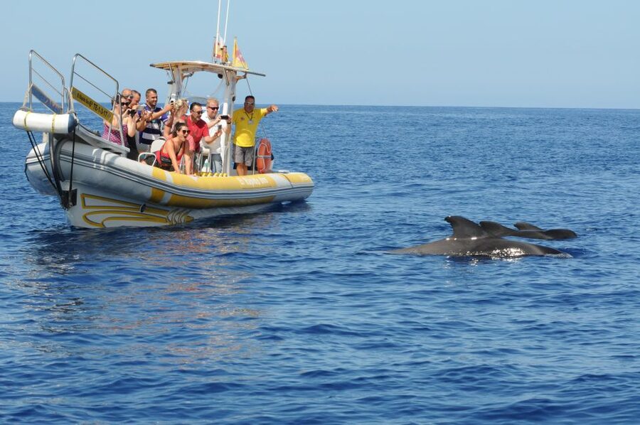 Los Gigantes: Dolphin and Whale Watching Cruise by Speedboat - The human factor: guides, humor, and respectful whale watching