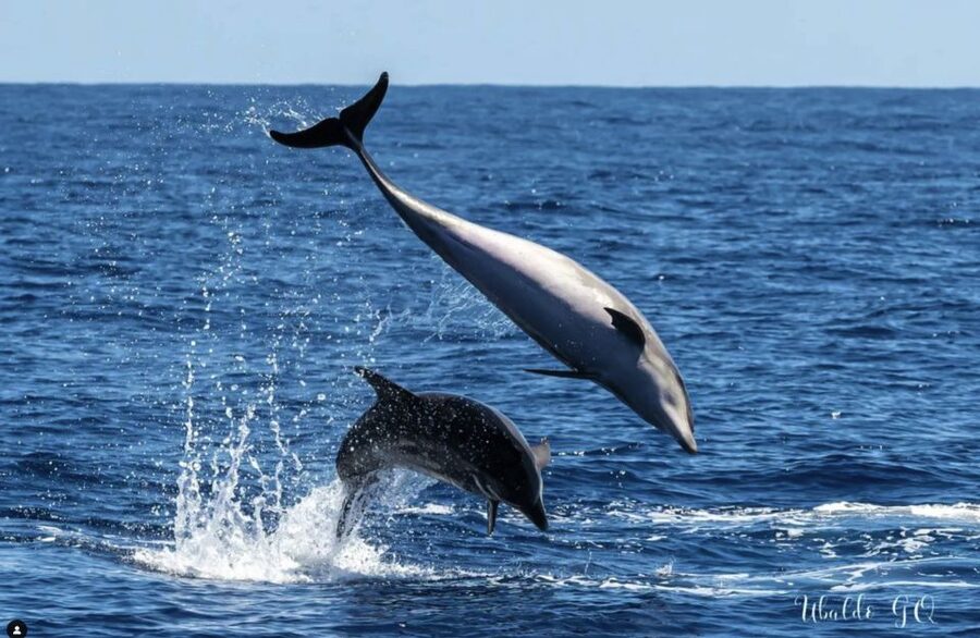 Los Gigantes: Dolphin and Whale Watching Cruise by Speedboat - Timing, traffic, and what to bring for a smooth day