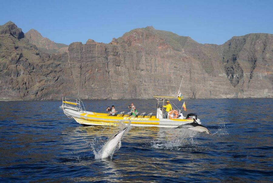 Los Gigantes: Dolphin and Whale Watching Cruise by Speedboat - Why a rigid inflatable speedboat gets you better moments
