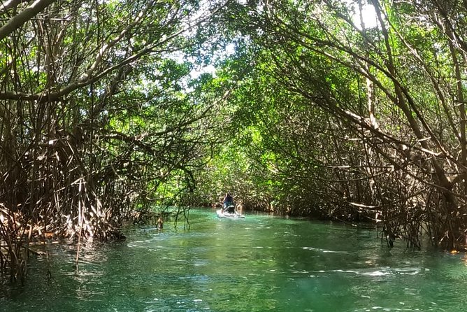 Mangrove and Lagoon Speed Boat Tour - Snorkel Gear and Water Stops: What to Expect When Stops Vary