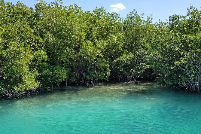 Mangrove and Lagoon Speed Boat Tour - Price and Logistics: The $20 Dock Fee That Changes the Math