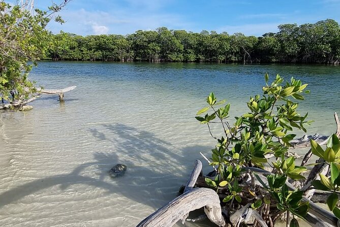 Mangrove and Lagoon Speed Boat Tour - Who This Tour Is Best For (And Who Should Skip It)
