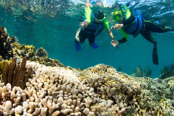 Mangrove Jungle Speedboat Experience - Timing and Starting Point: Fit It Into Your Day