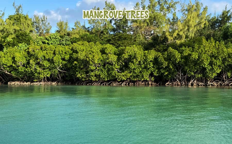 Mauritius: 5 Islands of the East Speedboat Tour with BBQ - How the speedboat day is paced (and why it works)