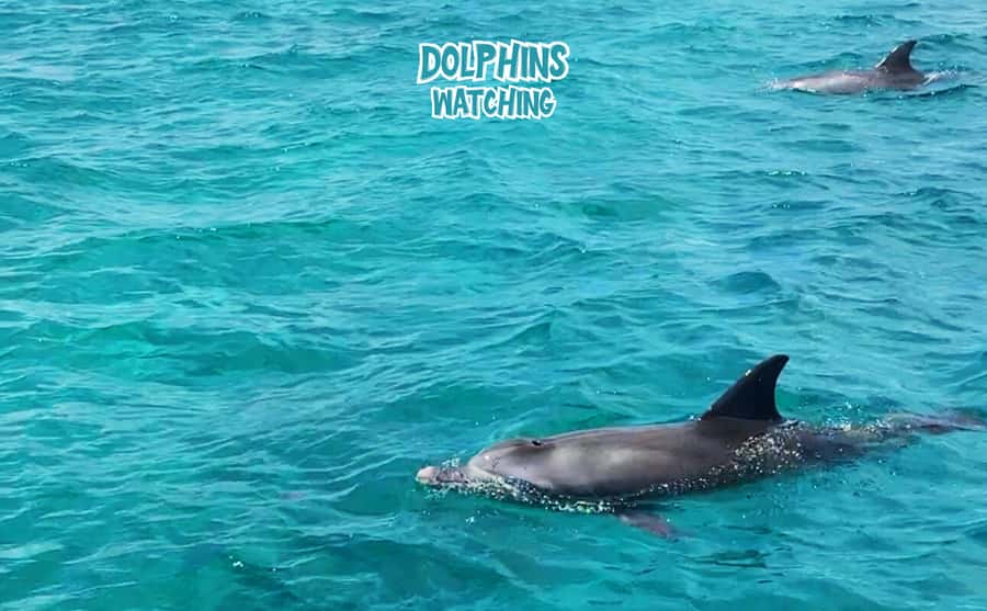 Mauritius: Benitier Island - Swim Dolphins - Speedboat & BBQ - The day starts early: speedboat energy from the west coast