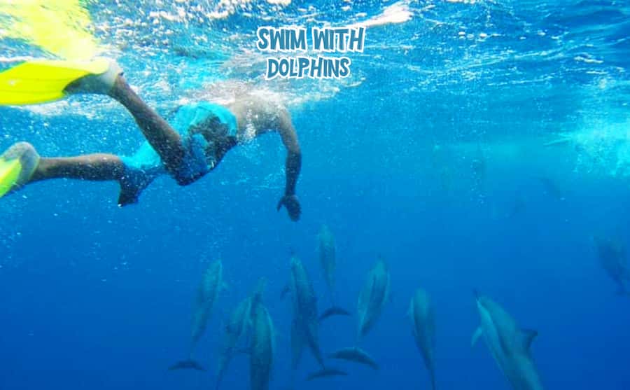 Mauritius: Benitier Island - Swim Dolphins - Speedboat & BBQ - Swimming with wild dolphins: the part that makes or breaks the memory
