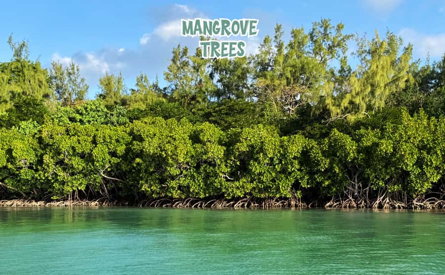 Mauritius: Ile aux Cerfs Speedboat Tour with Lunch & Drinks - Key things to know before you go