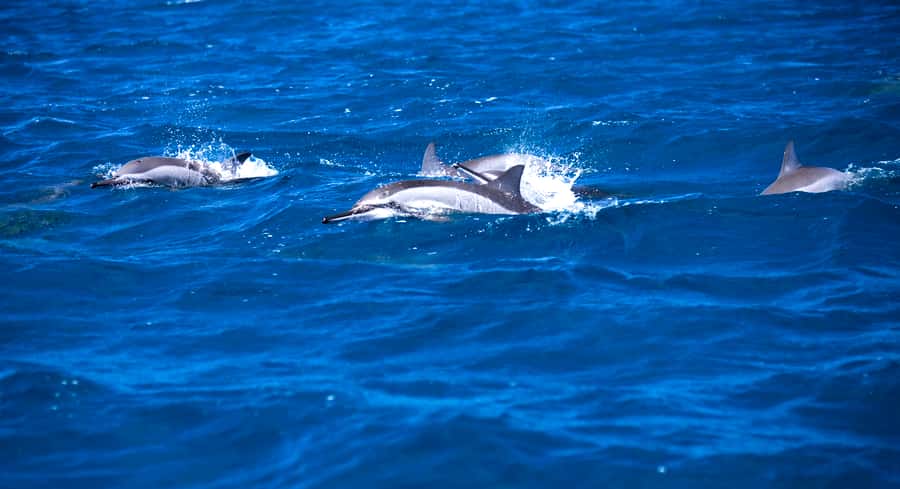 Mauritius: Snorkel and Swim with Dolphins on Speedboat Tour - Key Highlights You’ll Feel Immediately
