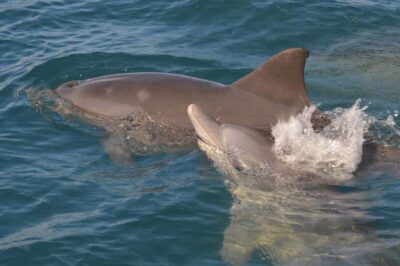 Mauritius: Snorkel and Swim with Dolphins on Speedboat Tour - Dolphin Time: Swimming With Them, Not Chasing Them