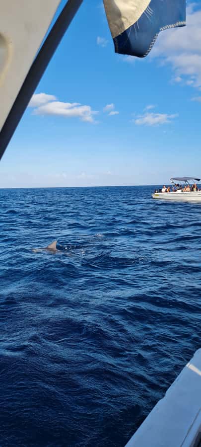 Mauritius: Snorkel and Swim with Dolphins on Speedboat Tour - Views on the Way Out: Mountains and Ocean Colors