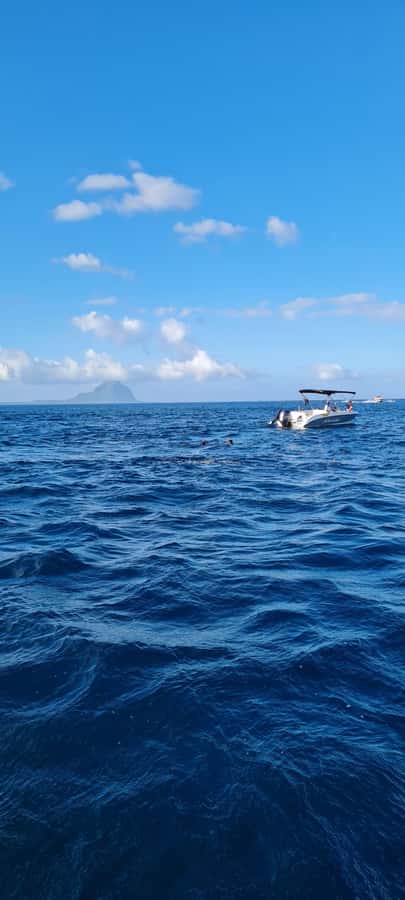 Mauritius: Snorkel and Swim with Dolphins on Speedboat Tour - Price and Value: Is $49 a Good Deal?