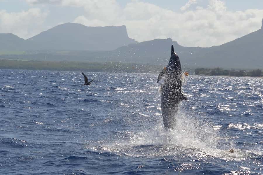Mauritius: Snorkel and Swim with Dolphins on Speedboat Tour - Who Should Book This Dolphin Swim (and Who Should Skip)