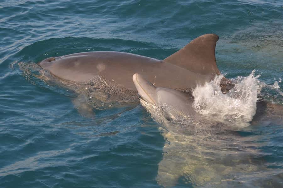 Mauritius: Snorkel and Swim with Dolphins on Speedboat Tour - Dolphin Time: Swimming With Them, Not Chasing Them