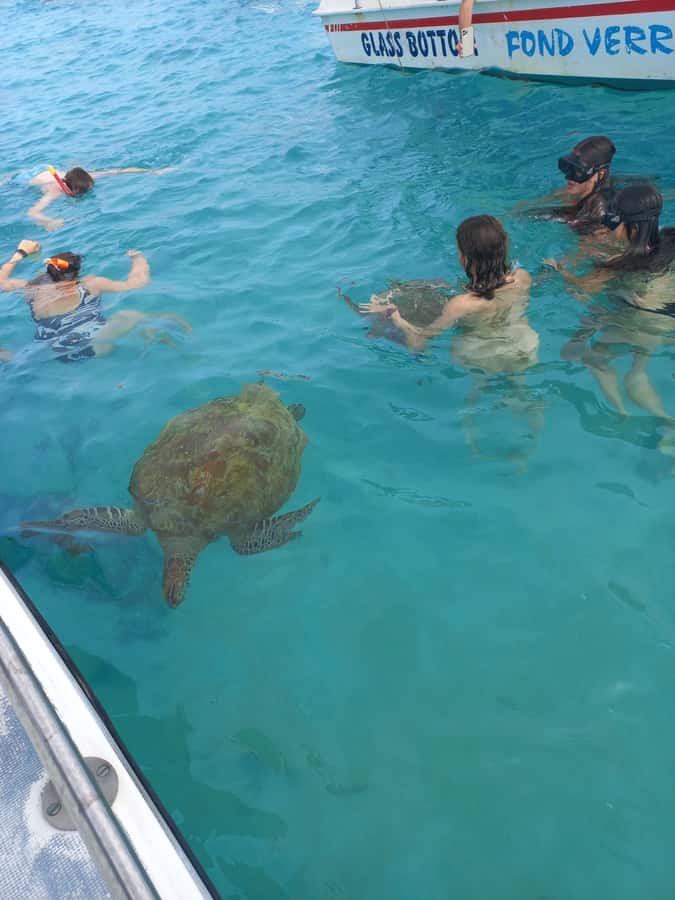 Mauritius: Snorkeling with turtles Le Transporteur speedboat - Key things to know before you go