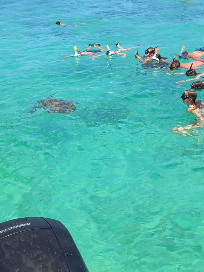 Mauritius: Snorkeling with turtles Le Transporteur speedboat - Trou aux Biches Lagoon: the turtle-snorkel payoff