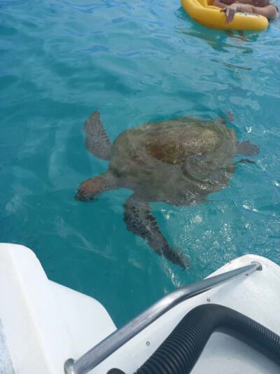 Mauritius: Snorkeling with turtles Le Transporteur speedboat - Grand Baie departure times and how the ride feels