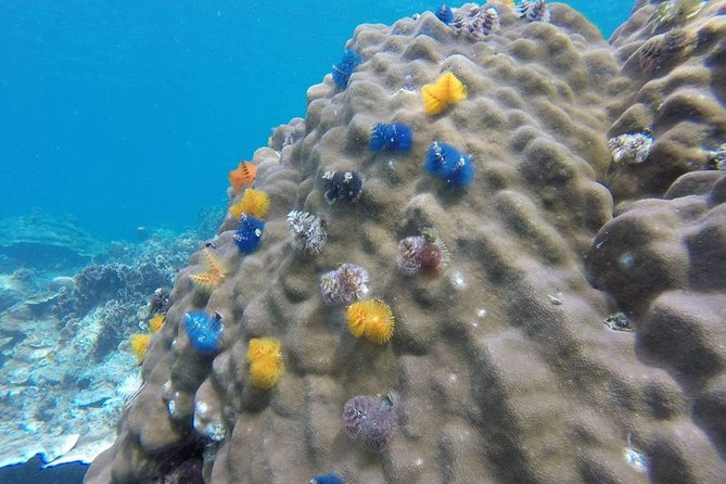 Mr. Tu Day Trip to Angthong Marine Park by Speed Boat from Koh Samui - Ko Wao Yai snorkeling: cave swimming and what to expect