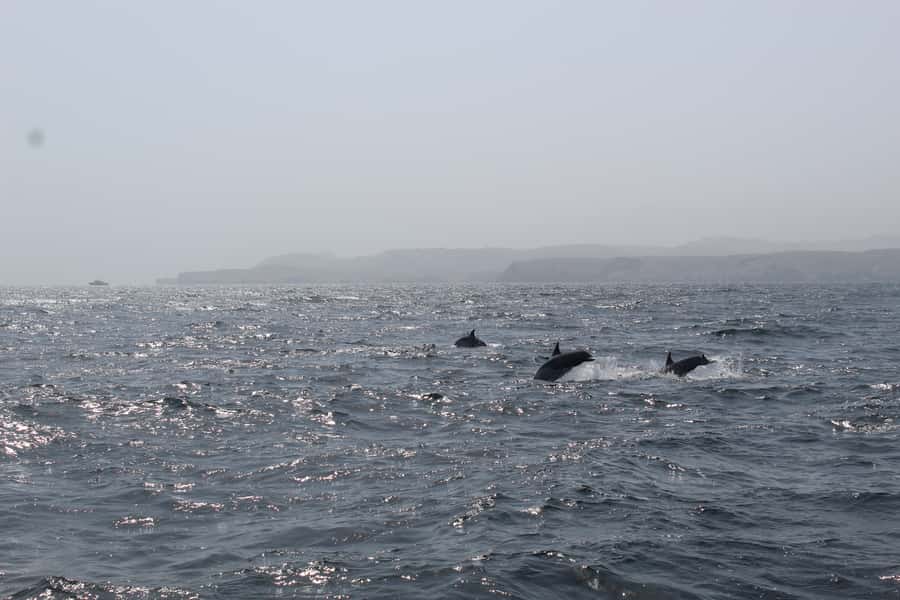 Muscat: Dolphin Watching and Snorkeling Tour By Speed Boat - Switching to Snorkeling: How They Choose Bandar Khiran or Muscat Bay