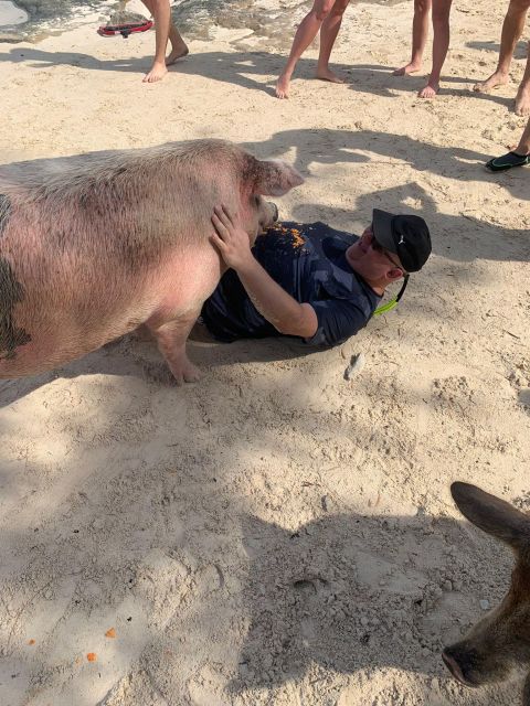 Nassau: Self-Drive Speedboat Ride and Pig Swimming Encounter - Safety, Comfort, and Who This Tour Fits Best