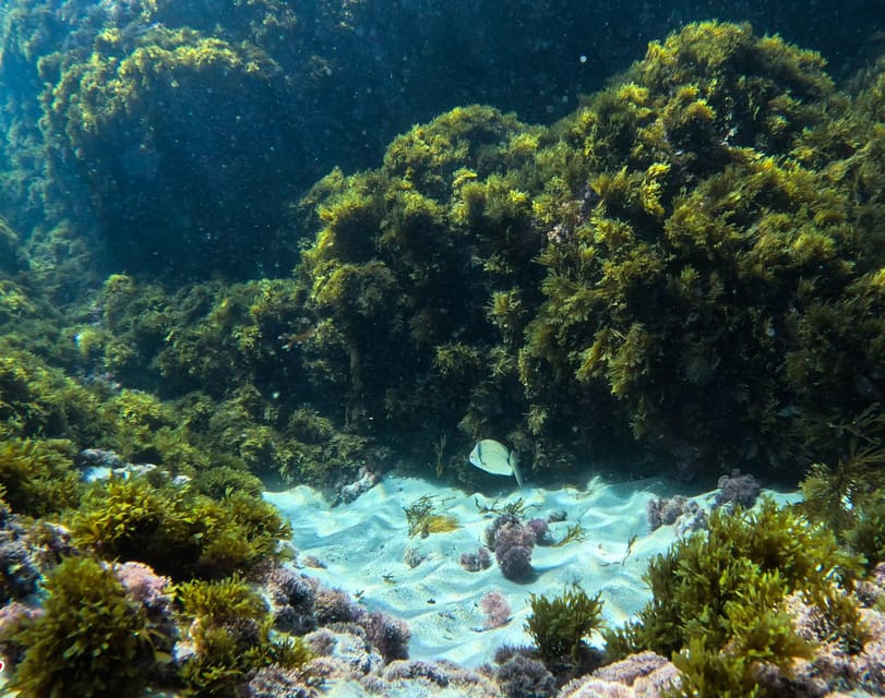 Nerja-Maro: Snorkeling & Sea Scooter Speedboat Trip - Timing, Group Size, and What Makes the 2 Hours Work