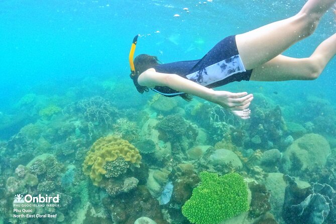 OnBird - Private family KID-FRIENDLY Snorkeling trip by speedboat in Phu Quoc - Coral Mountain and Coral Steep Reef: the “kid-friendly” reef logic