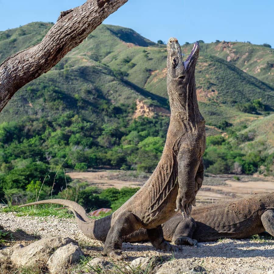 One-Day Komodo Tour By Speedboat - Taka Makasar, Manta Point, and the Best Photo Swim Moment